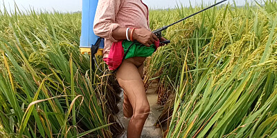 village nomita Spray on rice plants Bengali audio dirty